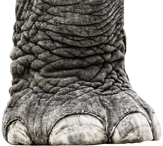 elefante-zampa